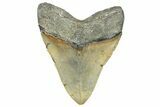 Serrated, Fossil Megalodon Tooth - North Carolina #363747-2